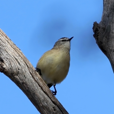 Acanthiza chrysorrhoa (Yellow-rumped Thornbill) at Majura, ACT - 6 Jun 2021 by jb2602