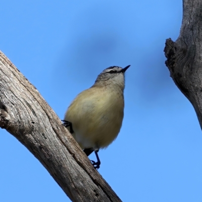 Acanthiza chrysorrhoa (Yellow-rumped Thornbill) at Mount Ainslie - 6 Jun 2021 by jb2602
