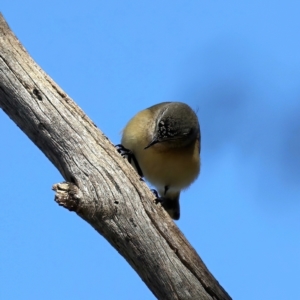 Acanthiza chrysorrhoa at Majura, ACT - 6 Jun 2021