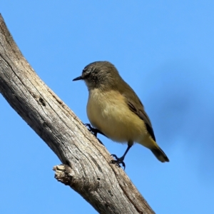 Acanthiza chrysorrhoa at Majura, ACT - 6 Jun 2021