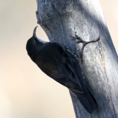 Cormobates leucophaea (White-throated Treecreeper) at Mount Ainslie - 6 Jun 2021 by jbromilow50