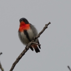 Dicaeum hirundinaceum (Mistletoebird) at Canyonleigh, NSW - 23 Jun 2021 by NigeHartley