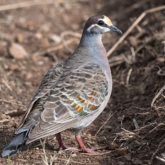 Phaps chalcoptera (Common Bronzewing) at Guula Ngurra National Park - 23 Jun 2021 by NigeHartley