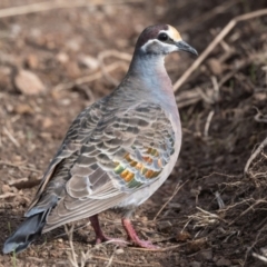 Phaps chalcoptera (Common Bronzewing) at Wingecarribee Local Government Area - 23 Jun 2021 by NigeHartley