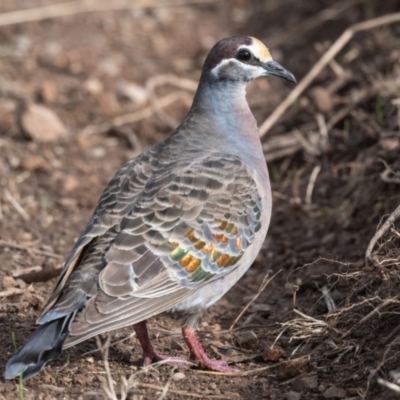 Phaps chalcoptera (Common Bronzewing) at Canyonleigh - 23 Jun 2021 by NigeHartley