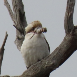 Mus musculus at Stromlo, ACT - 21 Jun 2021