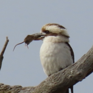 Mus musculus at Stromlo, ACT - 21 Jun 2021