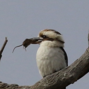 Mus musculus at Stromlo, ACT - 21 Jun 2021