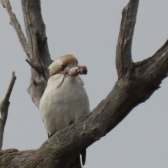 Mus musculus at Stromlo, ACT - 21 Jun 2021