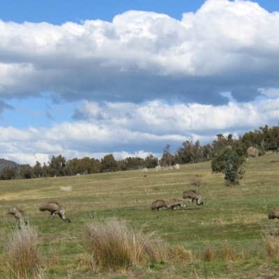 Dromaius novaehollandiae (Emu) at Paddys River, ACT - 2 Sep 2007 by RodDeb