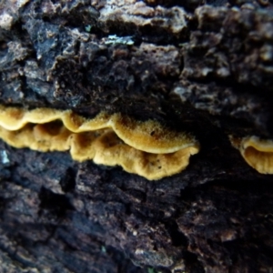 Stereum hirsutum at Boro, NSW - suppressed