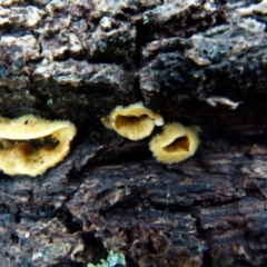 Stereum hirsutum at Boro, NSW - suppressed