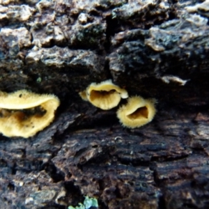 Stereum hirsutum at Boro, NSW - suppressed