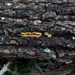 Stereum hirsutum at Boro, NSW - suppressed