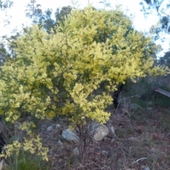 Acacia terminalis (Sunshine Wattle) at Boro - 21 Jun 2021 by Paul4K