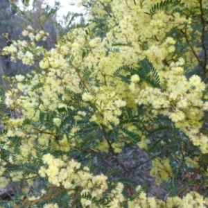 Acacia terminalis at Boro, NSW - 21 Jun 2021