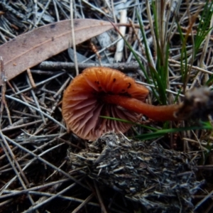 Laccaria sp. at Boro, NSW - 21 Jun 2021