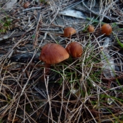 Laccaria sp. at Boro, NSW - 21 Jun 2021