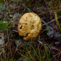 Unverified Fungus by Paul4K