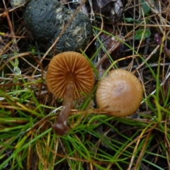 Unidentified Cup or disk - with no 'eggs' at Boro, NSW - 22 Jun 2021 by Paul4K