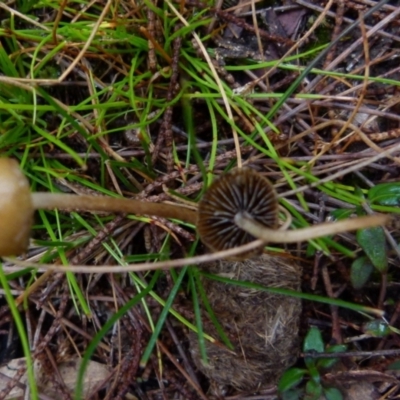 zz agaric (stem; gills not white/cream) at Boro, NSW - 23 Jun 2021 by Paul4K