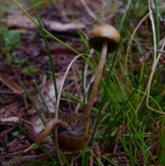 zz agaric (stem; gills not white/cream) at Boro, NSW - suppressed