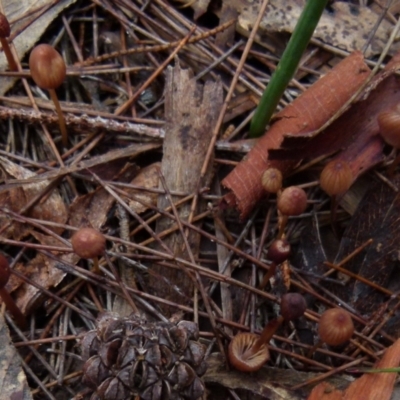 Mycena sp. (genus) (Mycena) at Boro, NSW - 23 Jun 2021 by Paul4K