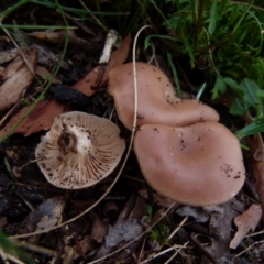 Unverified Fungus by Paul4K