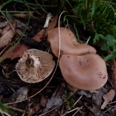 Unverified Fungus by Paul4K