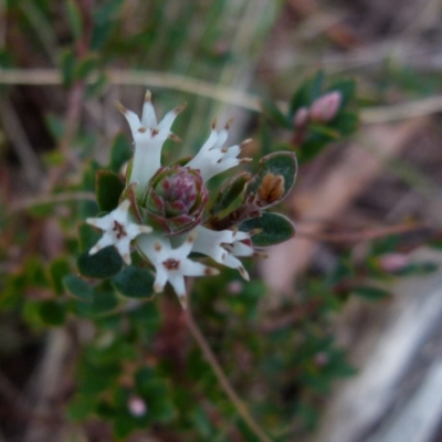 Brachyloma daphnoides (Daphne Heath) at Boro, NSW - 23 Jun 2021 by Paul4K