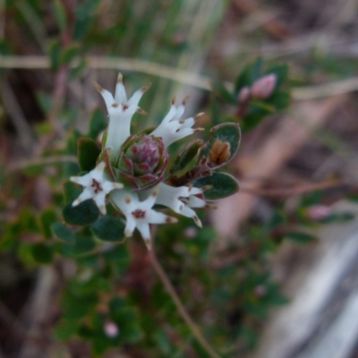 Brachyloma daphnoides (Daphne Heath) at Boro, NSW - 22 Jun 2021 by Paul4K