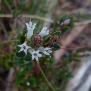 Brachyloma daphnoides at Boro, NSW - 23 Jun 2021