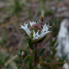 Brachyloma daphnoides at Boro, NSW - 23 Jun 2021