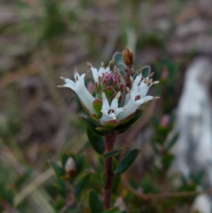 Brachyloma daphnoides at Boro, NSW - 23 Jun 2021