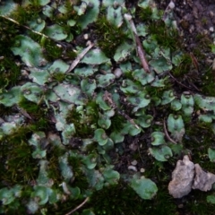 Asterella drummondii (A thallose liverwort) at Boro - 23 Jun 2021 by Paul4K
