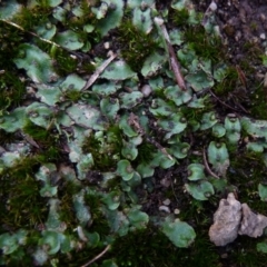 Asterella drummondii (A thallose liverwort) at Boro, NSW - 23 Jun 2021 by Paul4K