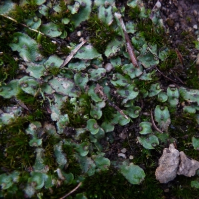 Asterella drummondii (A thallose liverwort) at Boro, NSW - 23 Jun 2021 by Paul4K