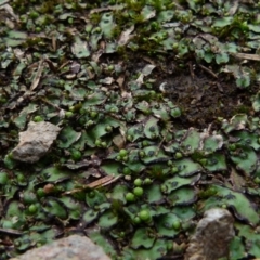 Asterella sp. (genus) (A liverwort) at Boro, NSW - 23 Jun 2021 by Paul4K