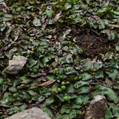 Asterella sp. (genus) (A liverwort) at QPRC LGA - 23 Jun 2021 by Paul4K