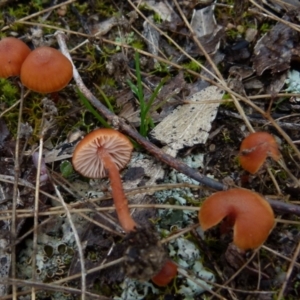 Laccaria sp. at Boro, NSW - suppressed