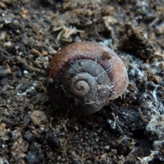 Galadistes molong (Molong Woodland Snail) at QPRC LGA - 23 Jun 2021 by Paul4K