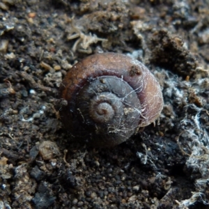 Galadistes molong at Borough, NSW - suppressed