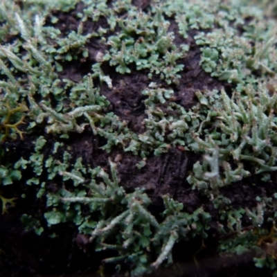 Cladonia sp. (genus) (Cup Lichen) at QPRC LGA - 23 Jun 2021 by Paul4K
