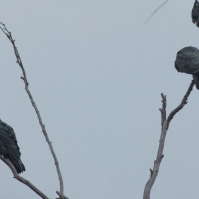 Callocephalon fimbriatum (Gang-gang Cockatoo) at Boro, NSW - 23 Jun 2021 by Paul4K