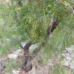 Persoonia linearis (Narrow-leaved Geebung) at Boro, NSW - 23 Jun 2021 by Paul4K