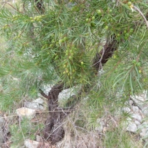 Persoonia linearis at Boro, NSW - 23 Jun 2021