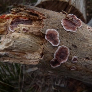 Xylobolus illudens at Boro, NSW - suppressed