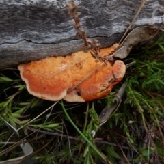 Trametes coccinea (Scarlet Bracket) at Boro, NSW - 23 Jun 2021 by Paul4K