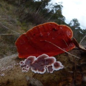 Trametes coccinea at Boro, NSW - suppressed