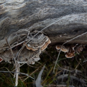 Xylobolus illudens at Boro, NSW - 23 Jun 2021